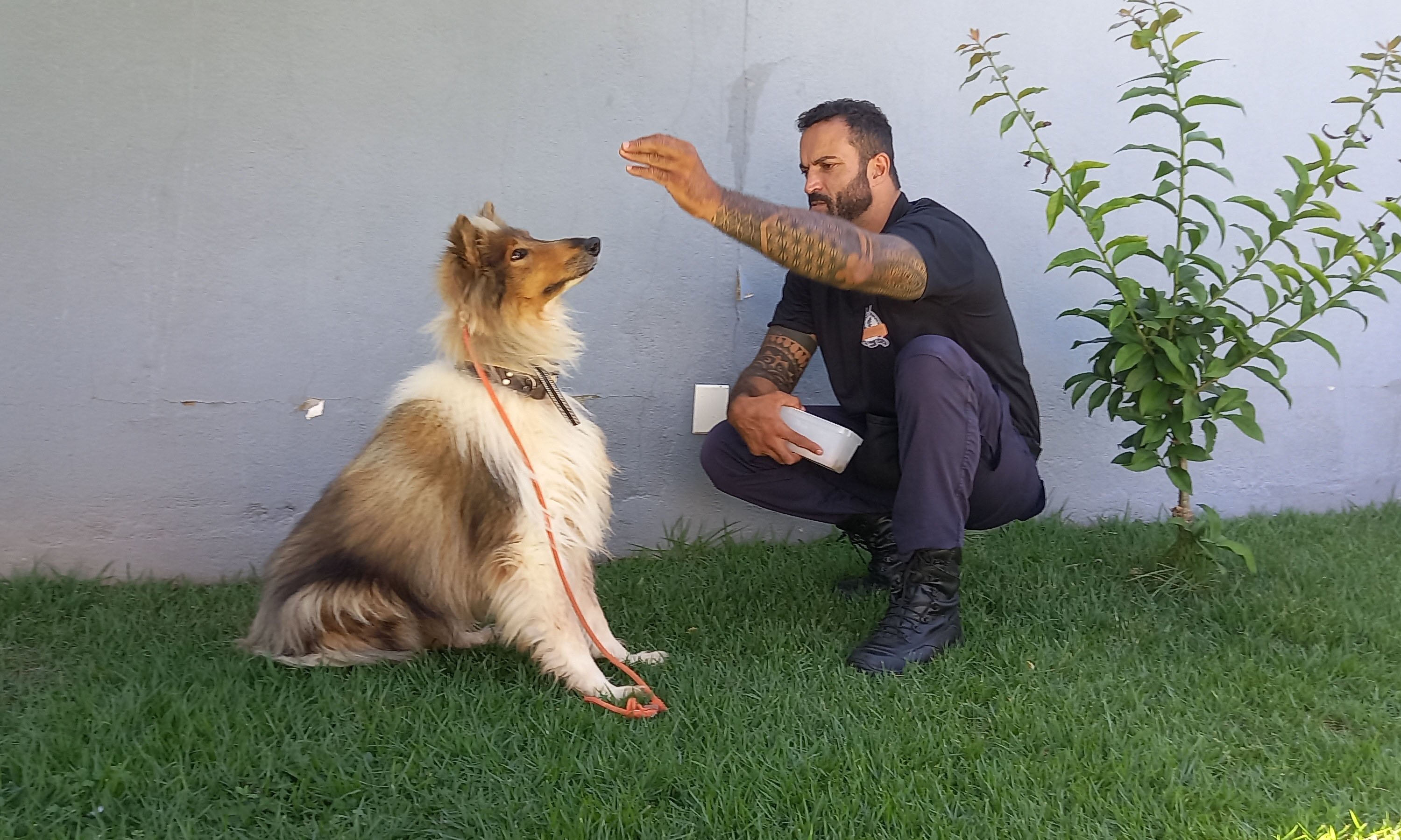 Adestra Dogs BH — Adestrador de Cães