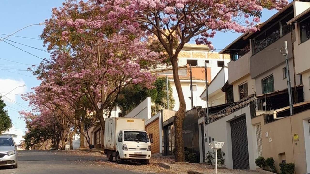 Ipês em flor nas ruas do Bairro Cabral